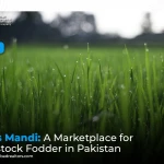 Ghas Mandi: A Marketplace for Livestock Fodder in Pakistan