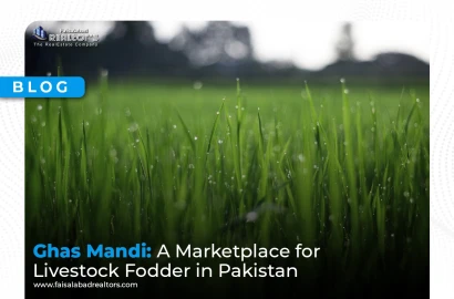 Ghas Mandi: A Marketplace for Livestock Fodder in Pakistan