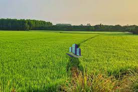 Agricultural land For sale in Faisalabad