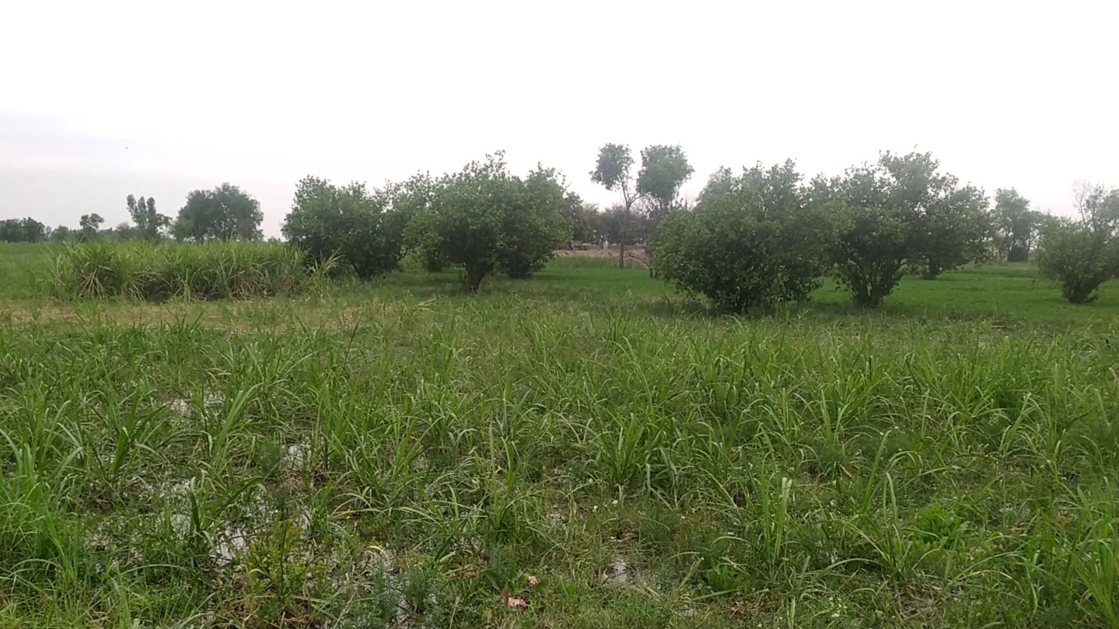2 Acre Agricultural Land for Sale in 249 Chak, Samundri Road – Prime Farming & Investment Opportunity