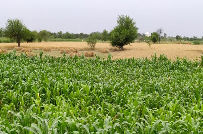 3 Acre Agricultural Land for Sale 83 GB Chak, Samundri Road