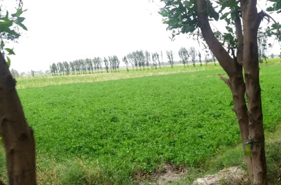 Desirable Location 17 Acres Agricultural Land for Sale on Jaranwala Road Faisalabad