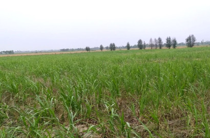Prime 7-Acre Commercial & Agricultural Land for Sale at Narrwala Bypass Chowk