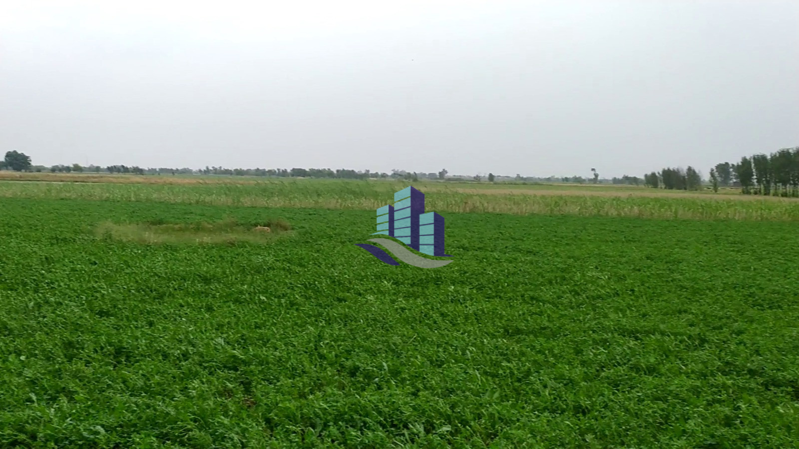 53 Kanal Prime Agricultural Land for Sale on Jaranwala Road – Ideal for Farming & Investment