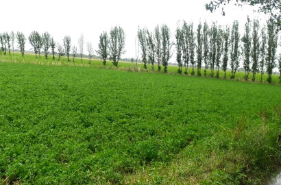 2 Acre Agricultural Land for Sale Near Jhang Road Bypass Link Road, Faisalabad