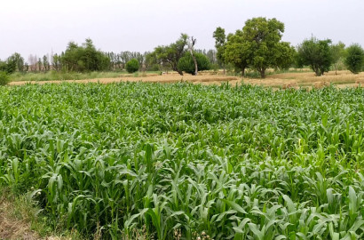 27 Acres Prime Agricultural Land for Sale on Satiana Road