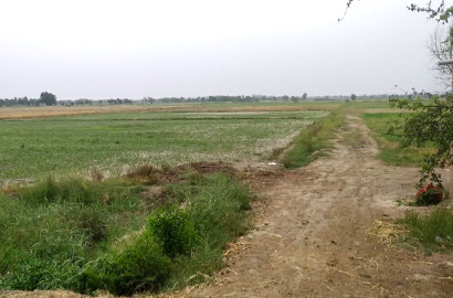 65 Acre Agricultural Land for Sale Near 87 Chak, Jalandhar Faisalabad Punjab