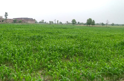 5 Acre Agriculture Land For Sale At Link Jarranwala Road Faisalabad