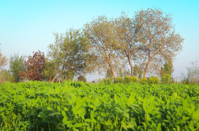 Ideal 22 Acre Fully Agricultural Land for Sale Near Jaranwala, 96 GB Faisalabad