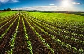 13 Acre Land For Sale At Samundari Road Faisalabad