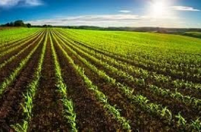 Premium 40 Acres of Fertile Agricultural Land for sale