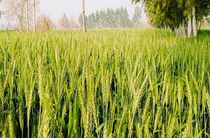 Prime 26 Acre Agri Land Available – Samundri Road Location