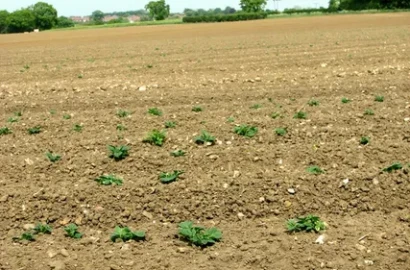 19 Acres Agricultural Land for Sale on Jarawala Road