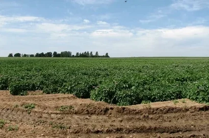 50 Acres Prime Agricultural Land for Sale – Fertile & Ready for Farming