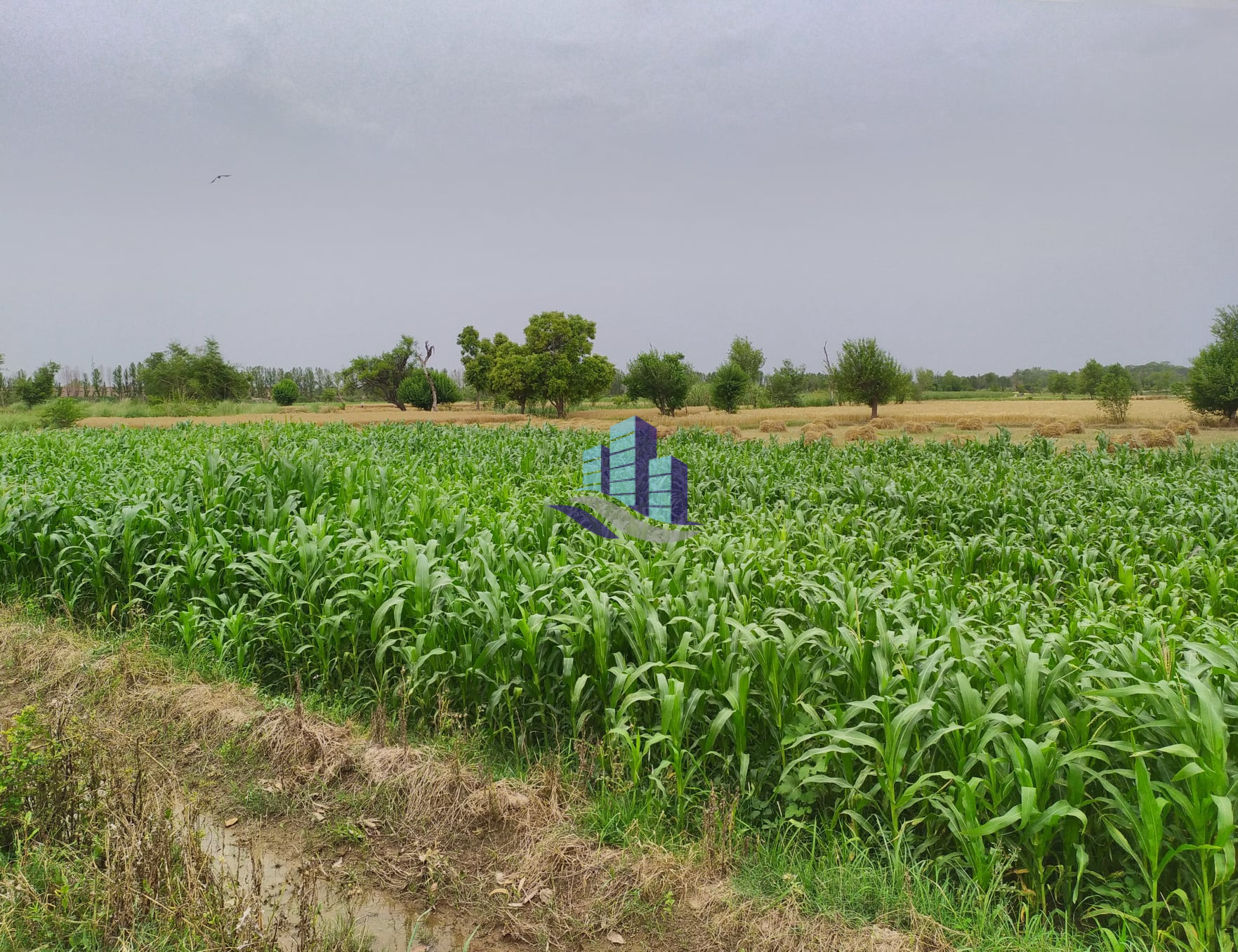 Ideal Agriculture Land For Sale at Jaranwala Faisalabad