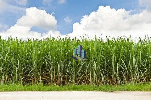 1 Maraba Agricultural Land for Sale on Samundri Road