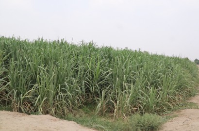 25 Acre Fully Agriculture Land For Sale Link Samundari Road Faisalabad (Best For Agriculture , Fish And Cattle Farming)
