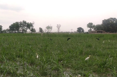 Ideal 54 Acre fully Agriculture land available for sale Best For Investment nearby Jahangir mod samundri Road Faisalabad