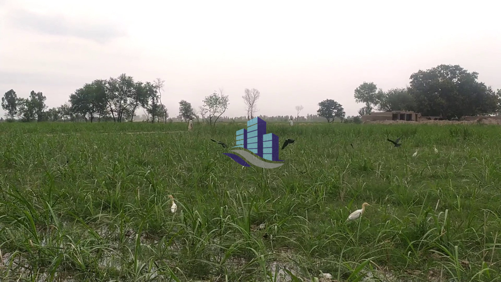 Vip 100 Acer Fully Agriculture Land for Sale Best For Investment Near Gojra Motorway Interchange Faisalabad