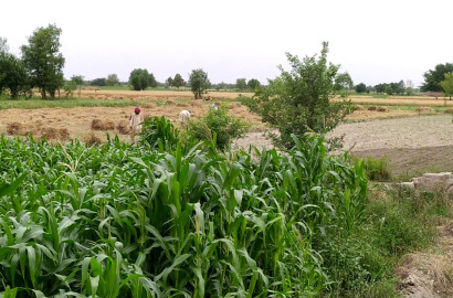 Ideal 4.5 Acre fully Agriculture land available for sale Best For Investment nearby samundri Road Dsua Pull Faisalabad