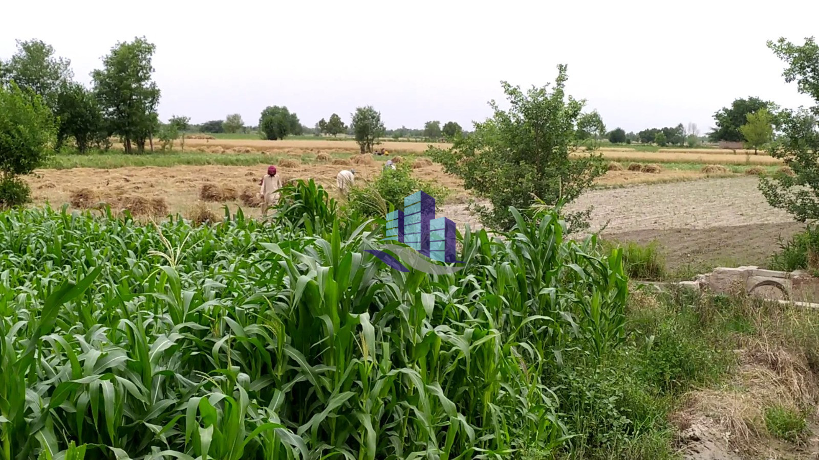 Vip 100 Acer Fully Agriculture Land for Sale Best For Investment Near Gojra Motorway Interchange Faisalabad