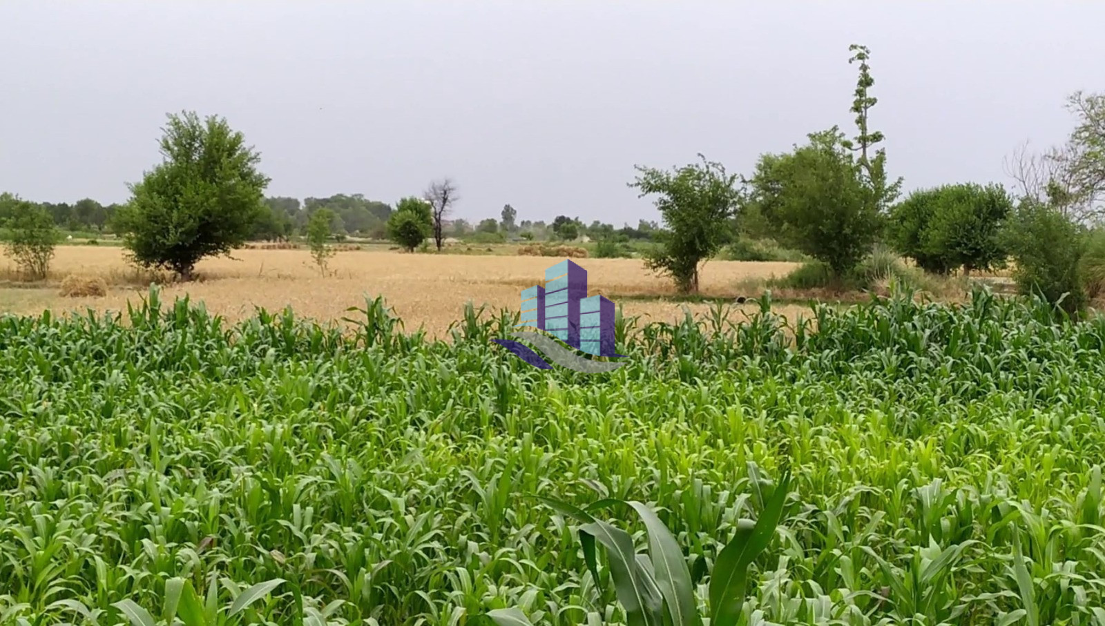 Premium 32 Kanal Land For Sale For (Agriculture & Farmhouse & Investment ) at Nearby Samundri Road Faisalabad