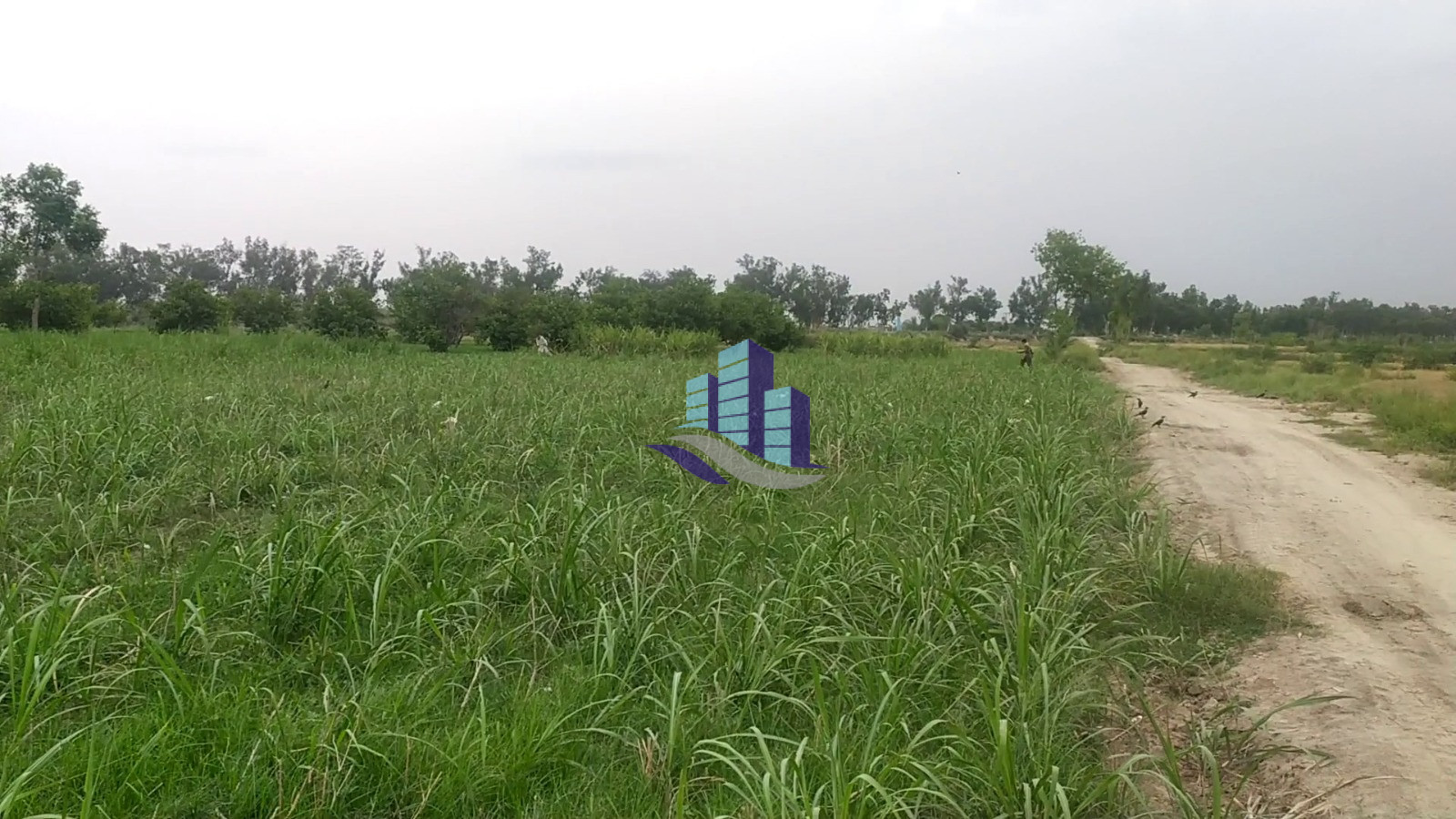 Prime 200 Kanal Fully Agriculture Land for Best investment at Nearby Jarranwala Road Faisalabad