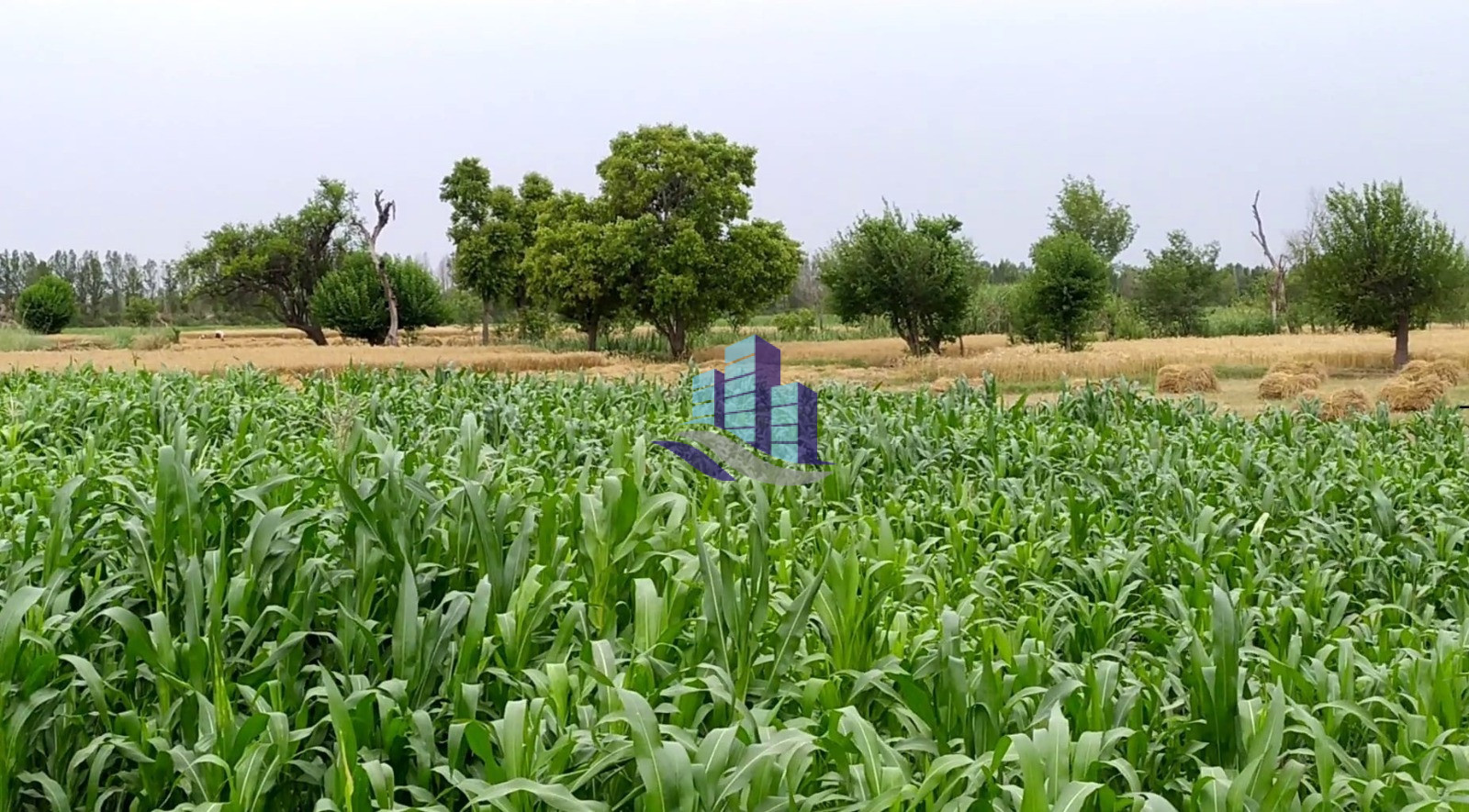 Ideal 25 Acre Fully Agriculture Land For SaleBest For Investment Near Jarranwala To Satiana Road Faisalabad