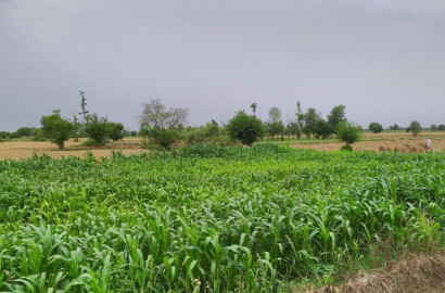 Ideal 112 Acre Fully Agriculture land available for sale Best For Investment nearby Jahangir Mor Rjoa  Faisalabad