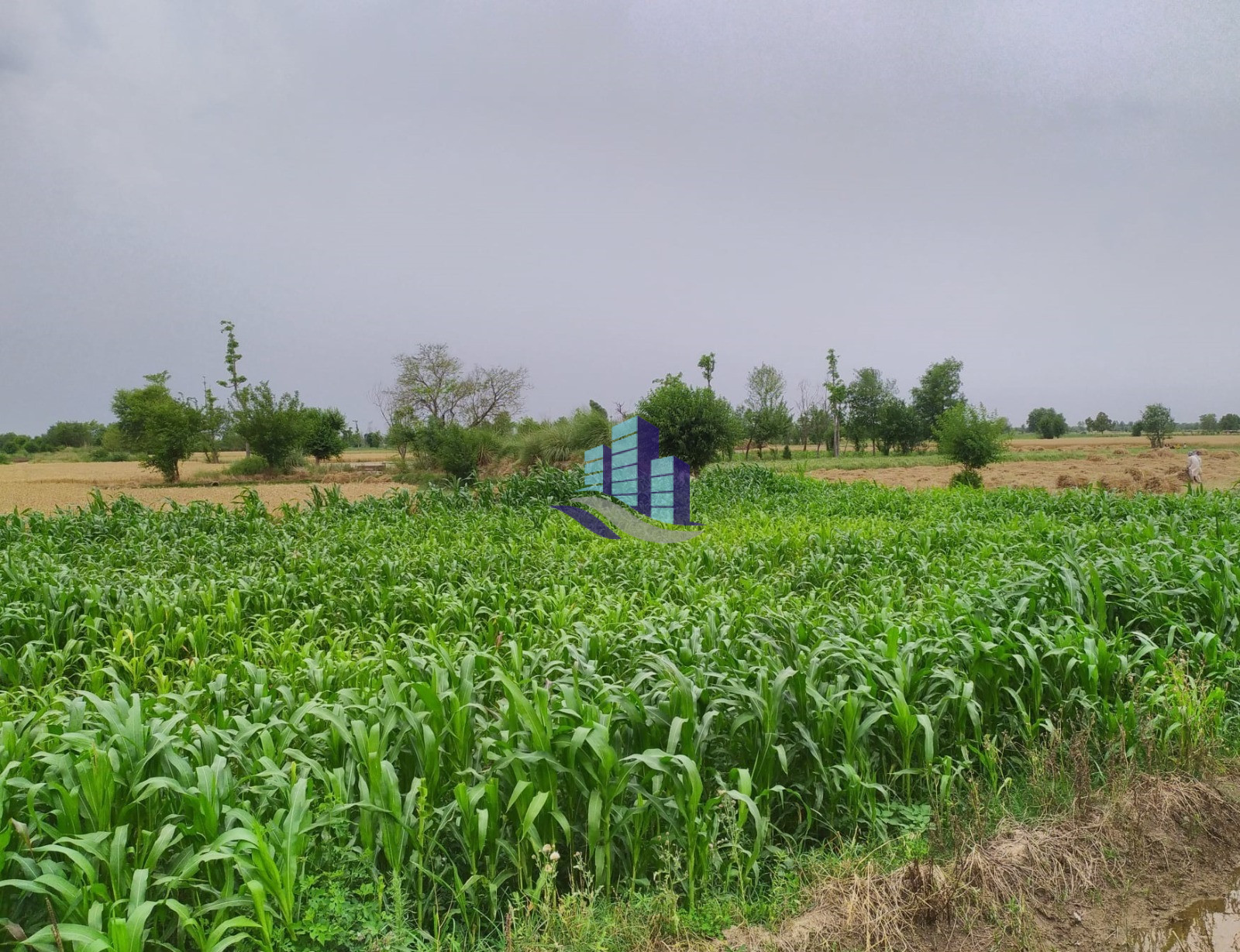 Premium 4 Kanal Land For sale Farmhouse, Dairy Farming & Cattel Farming Best Investment Samundri Road Faisalabad Punj