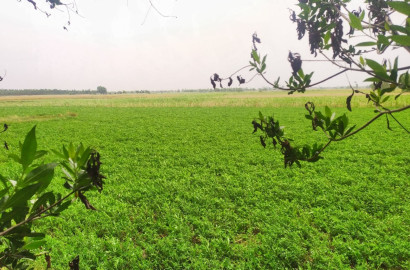 Prime 200 Kanal Fully Agriculture Land for Best investment at Nearby Jarranwala Road Faisalabad