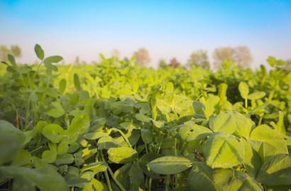 VIP 6.5Acer Fully Agriculture  Land For Sale 124 Chak, near Jaranwala Road Faisalabad