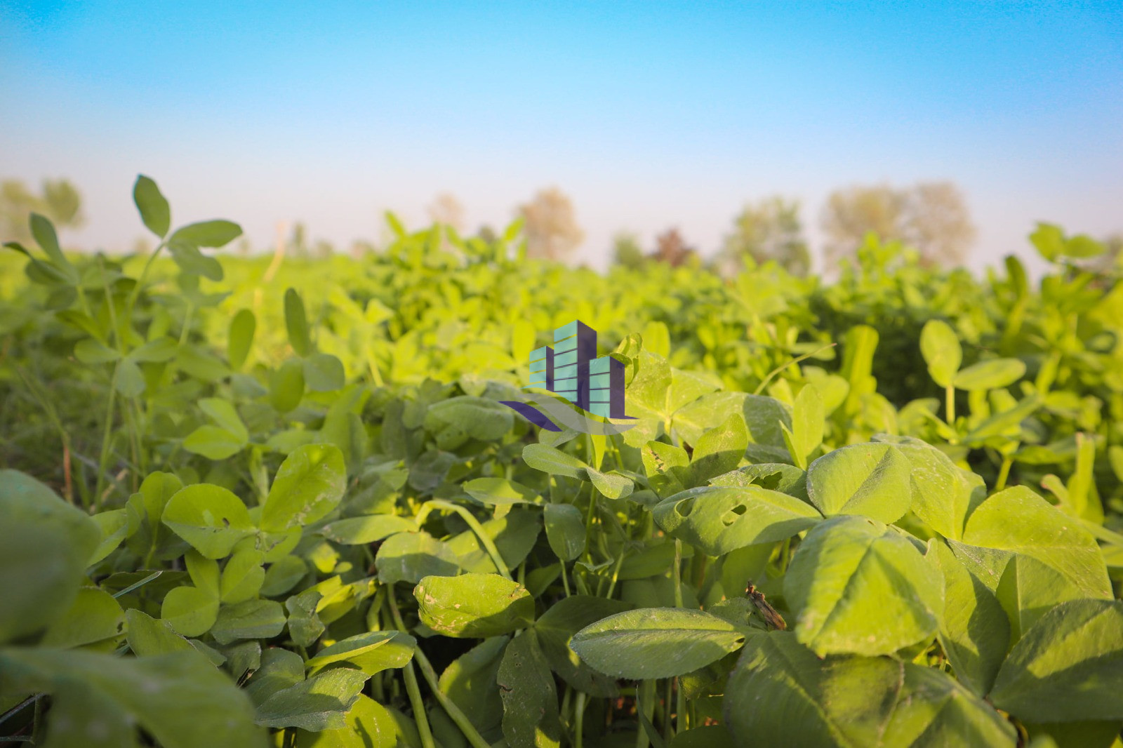 Ideal 25 acre fully Agriculture land available for sale Best For Investment nearby samundri Road Faisalabad