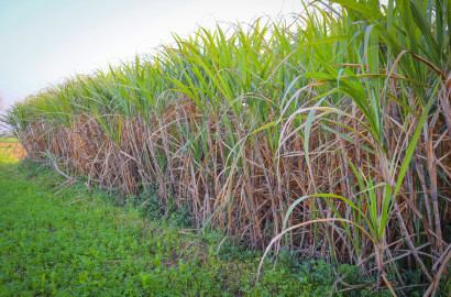 Premium 4 Kanal  Land For Sale For Farmhouse   Near Jhangh Road Faisalabad