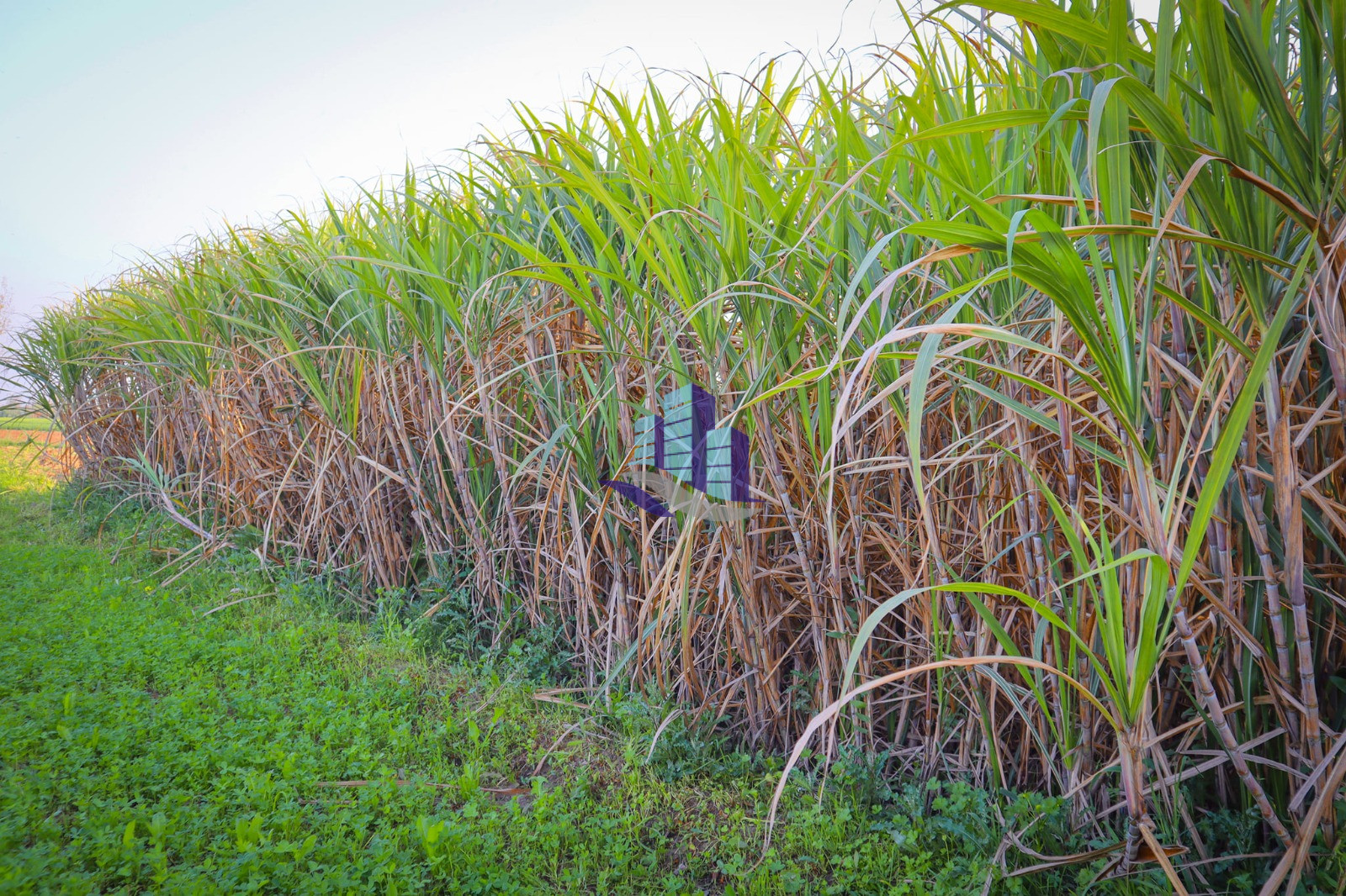 Ideal 8 Kanal Land For Sale Near Jhang Road Faisalabad Best For Farmhose & Investment