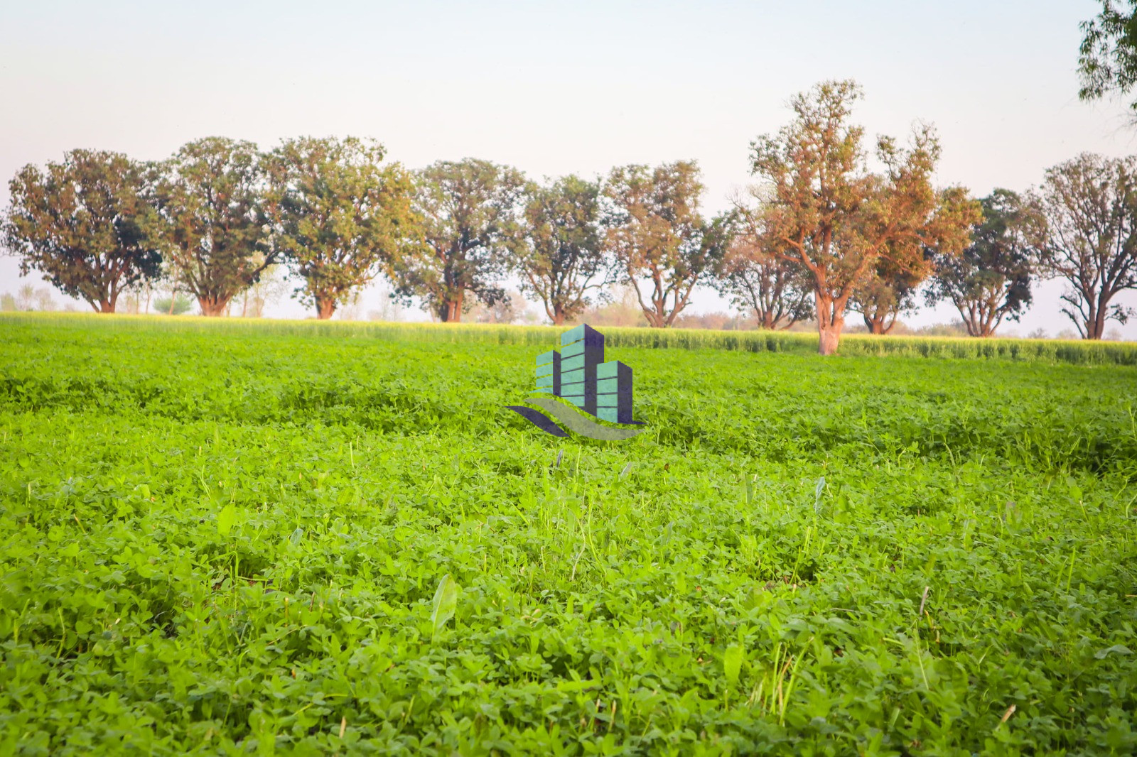 Ideal 8 Kanal Land For Sale Near Jhang Road Faisalabad Best For Farmhose & Investment