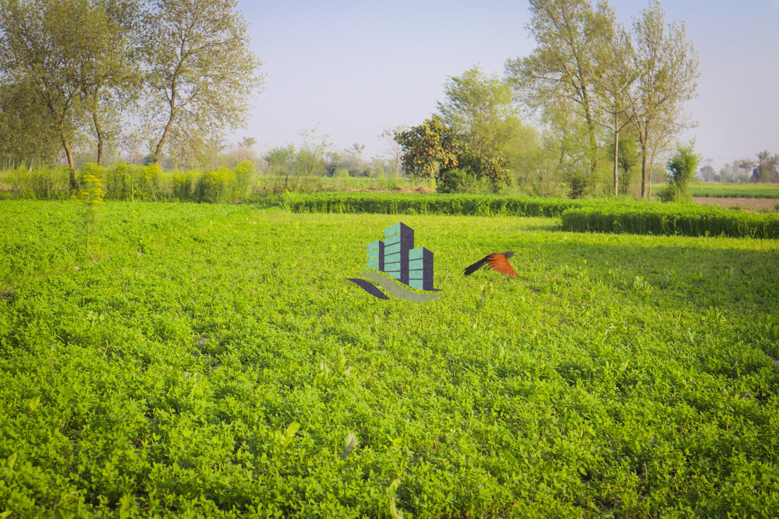 Ideal 8 Kanal Land For Sale Near Jhang Road Faisalabad Best For Farmhose & Investment