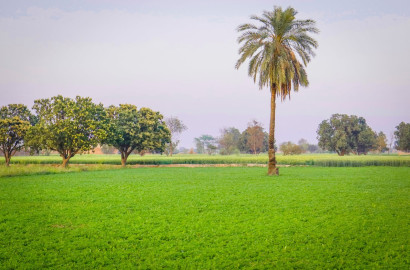 Ideal 57 Acre fully Agriculture land available for sale Best For Investment near Samundri Road, Jahangir Mor Faisalabad