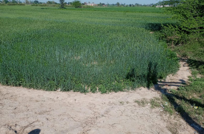 Ideal Agriculture Land Available in Faisalabad