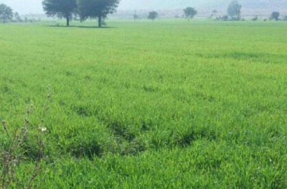 35 Acre Prime Agricultural Land for Sale on Jhang Road