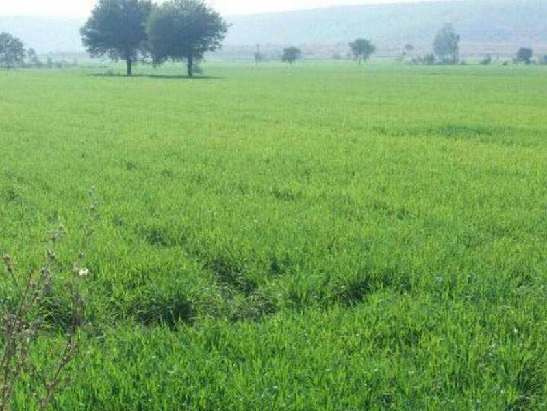 35 Acre Prime Agricultural Land for Sale on Jhang Road