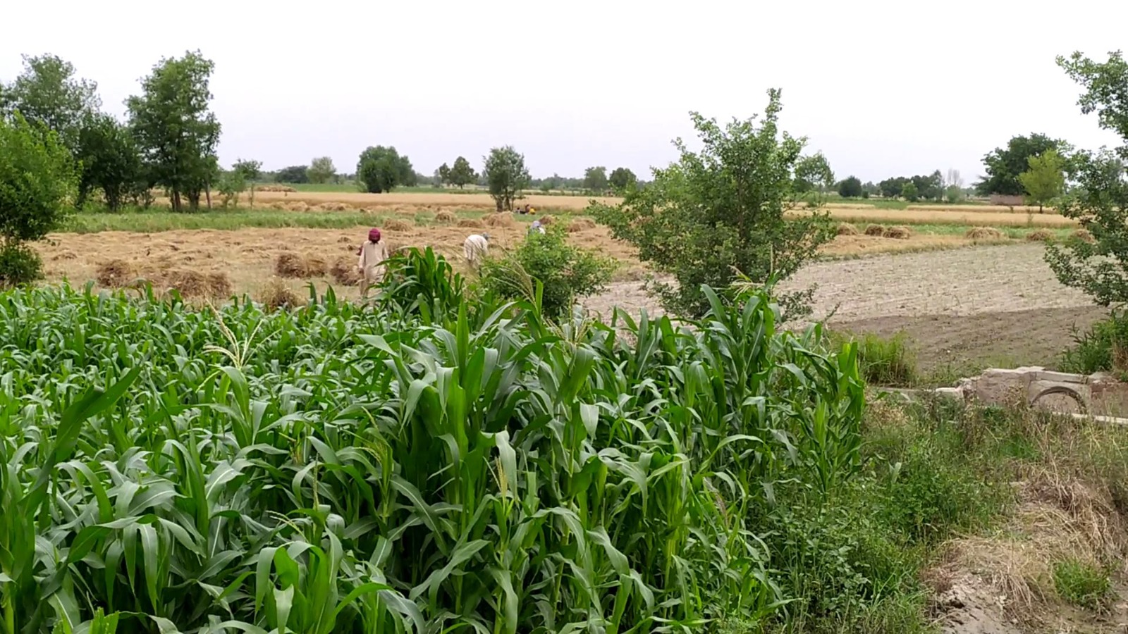 1 Acre Agricultural Land for Sale on Bypass Road – Prime Location for Farming & Investment