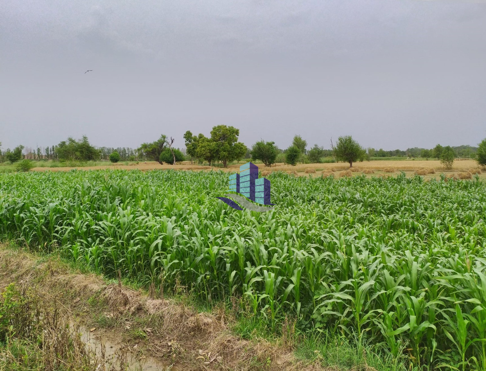 1 Acre Prime Agricultural Land for Sale Near Jhang Road Bypass