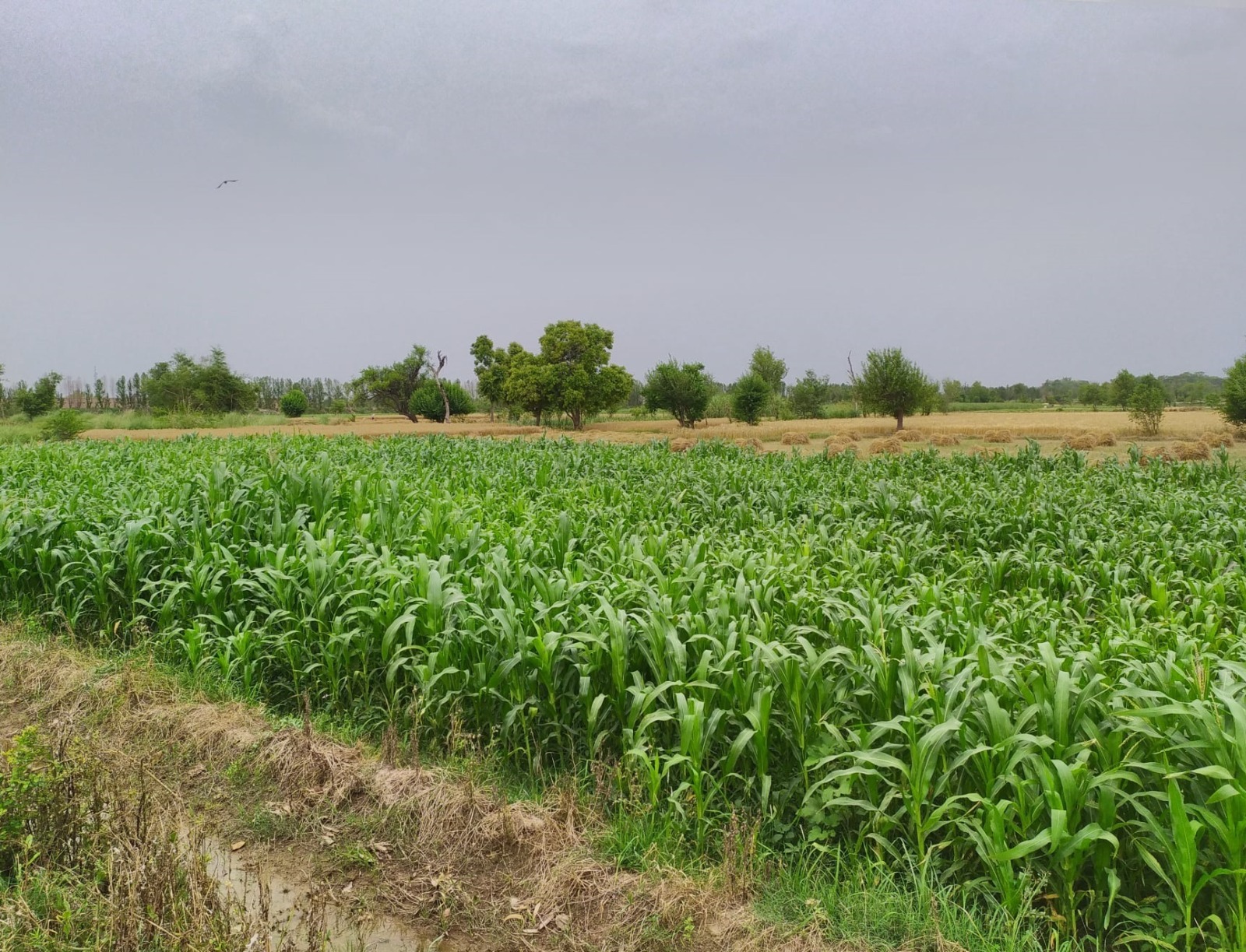 1 Acre Agricultural Land for Sale on Bypass Road – Prime Location for Farming & Investment