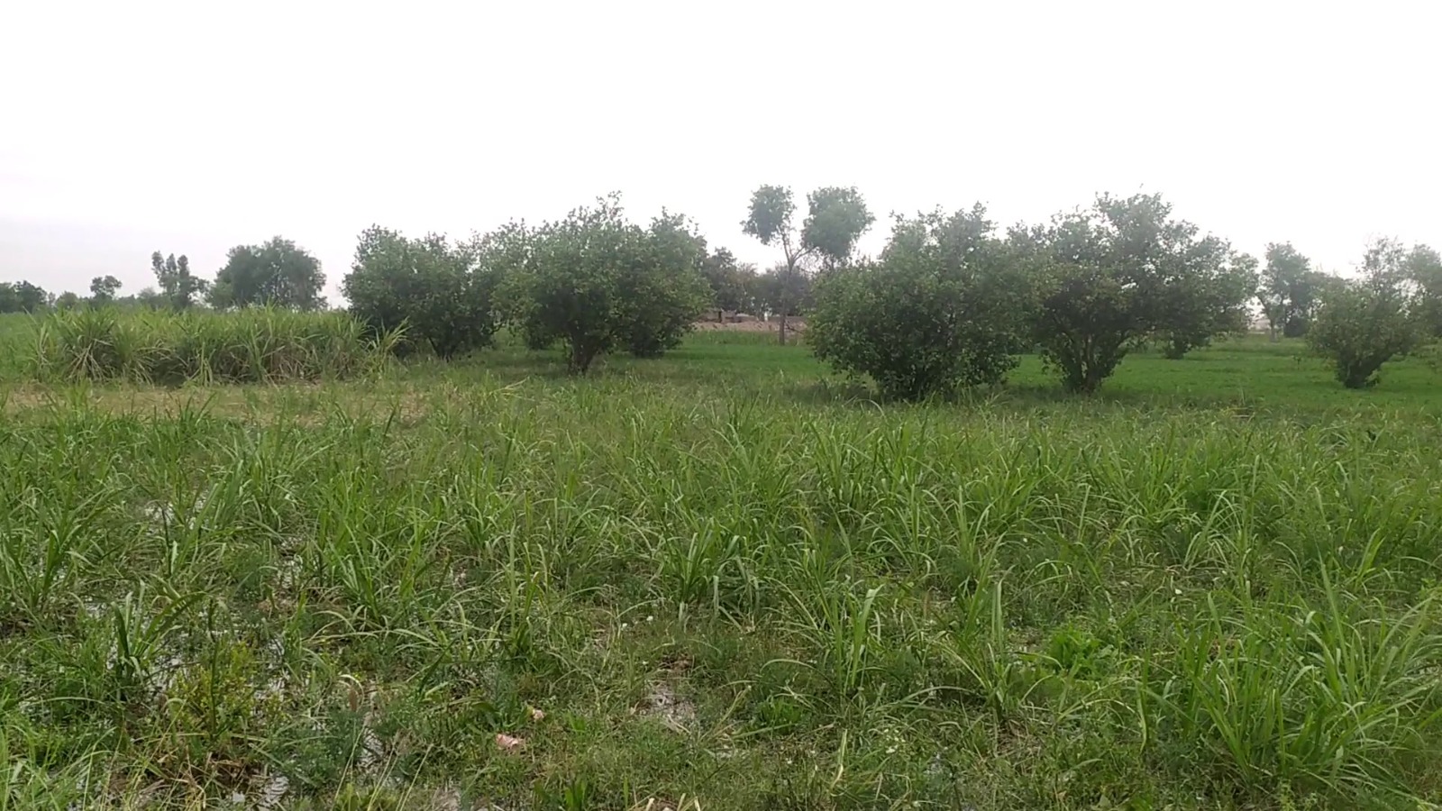 75 Acre Prime Agricultural Land for Sale on Jhang Road