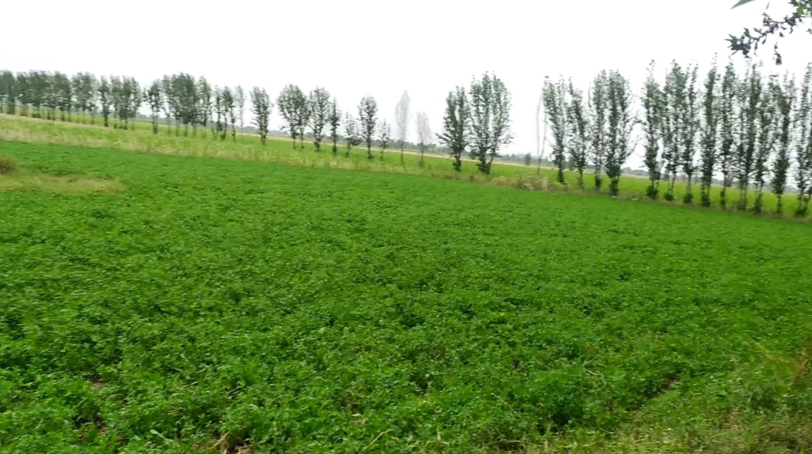 75 Acre Prime Agricultural Land for Sale on Jhang Road