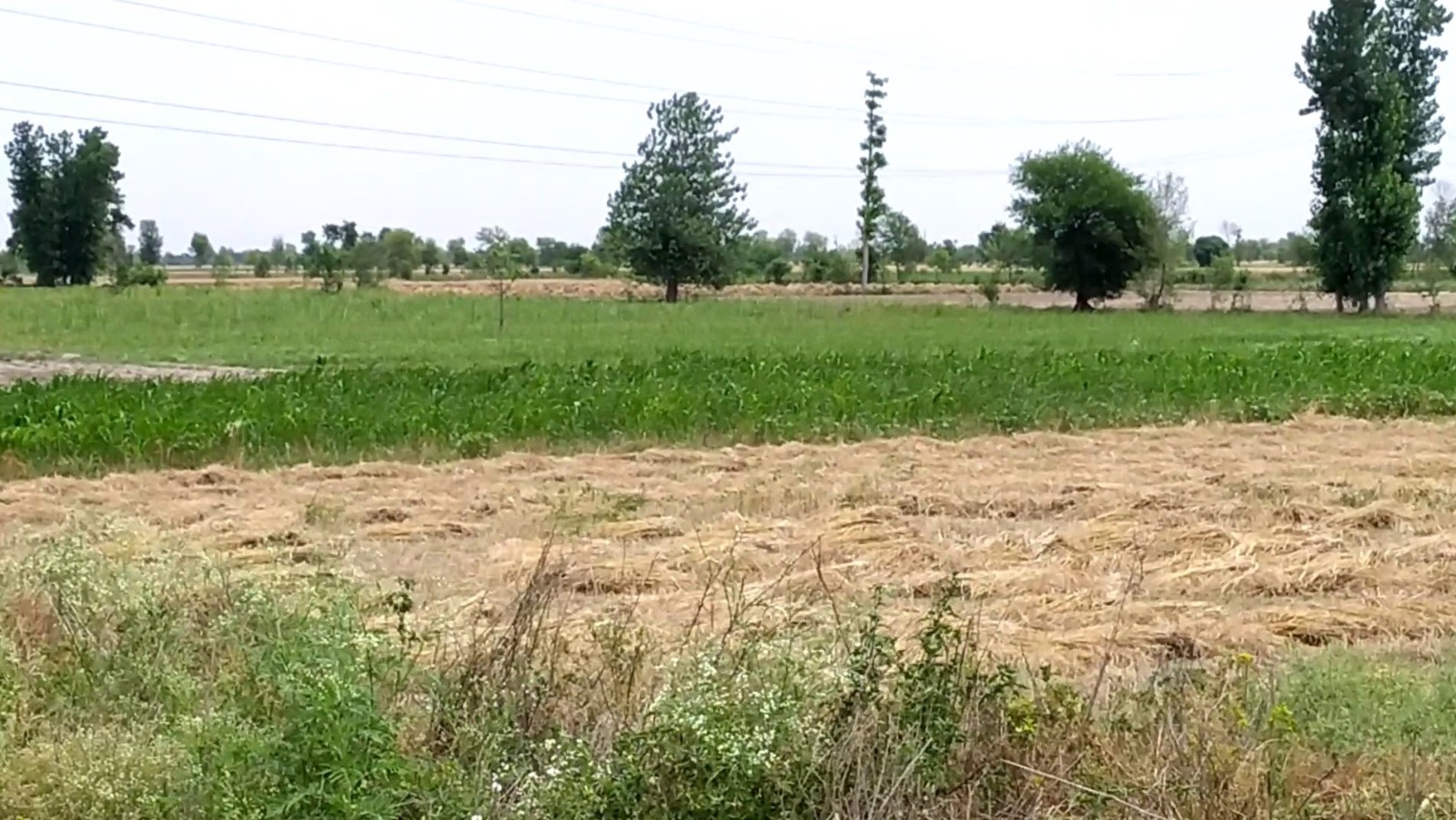 4 Acre Prime Agricultural Land for Sale on Samundri Road – Best for Farming & Investment