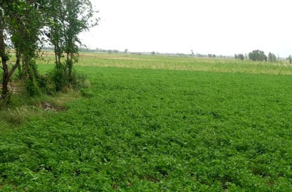75 Acre Prime Agricultural Land for Sale on Jhang Road