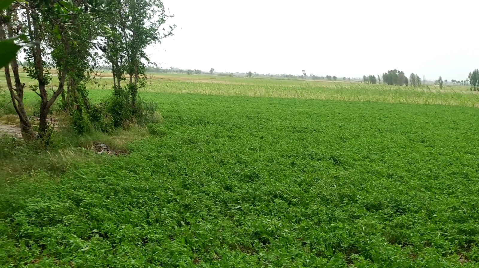 75 Acre Prime Agricultural Land for Sale on Jhang Road