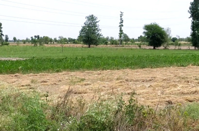 4 Acre Prime Agricultural Land for Sale on Samundri Road – Best for Farming & Investment